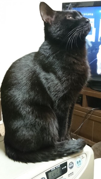 猫 黒猫 オレオの写真