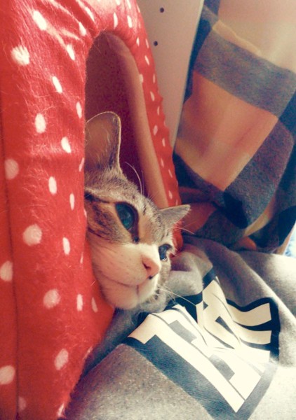 猫 サバシロ メメちゃんの写真