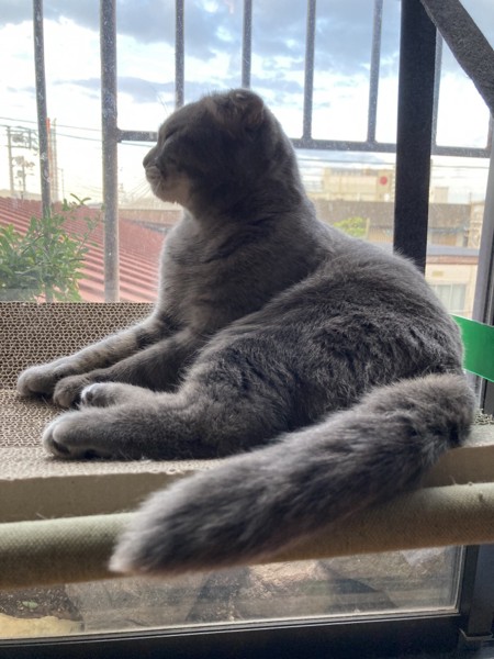 猫 スコティッシュフォールド コタローの写真