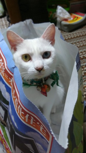 猫 白猫 ましゅの写真