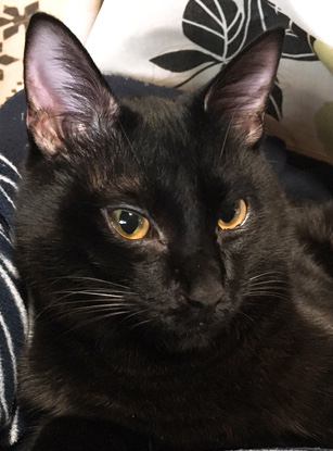 猫 黒猫 あずきの写真