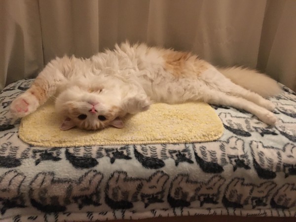 猫 ラガマフィン パペスの写真