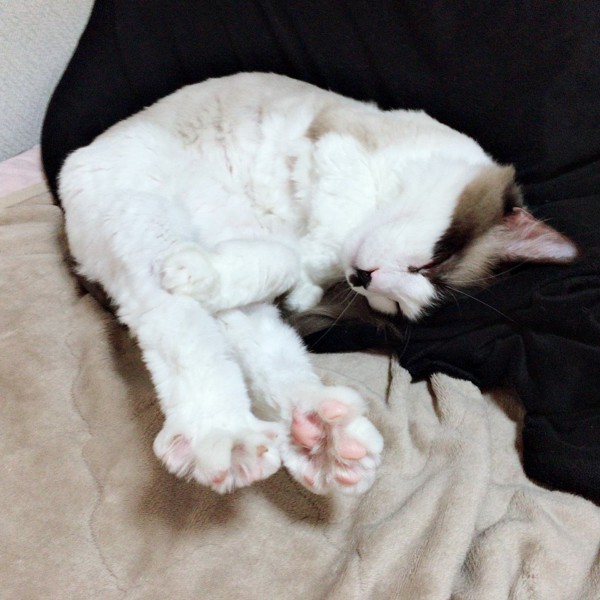 猫 ラグドール メンクーンの写真
