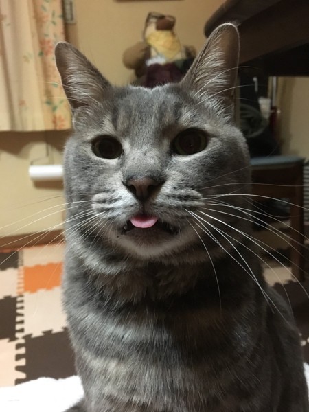 猫 サバトラ ペロの写真