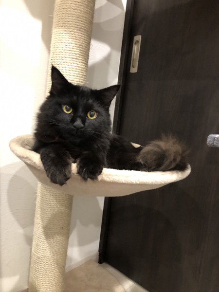 猫 黒猫 モコの写真