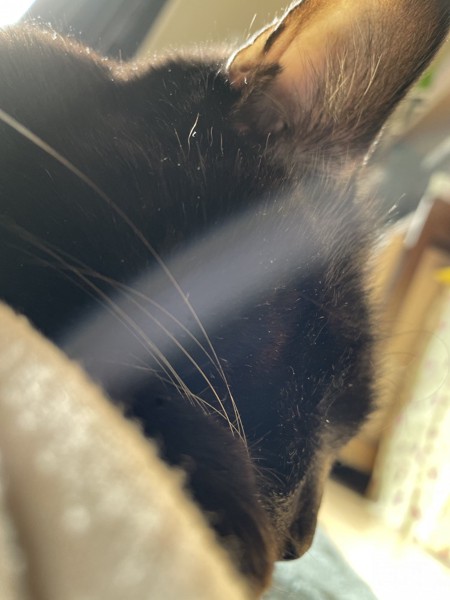 猫 黒猫 えまの写真
