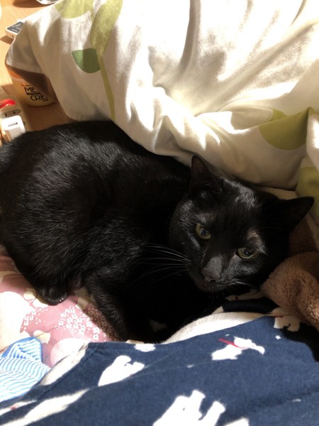 猫 黒猫 くみちゃんの写真