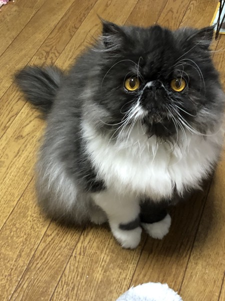 猫 エキゾチックロングヘア マイロの写真