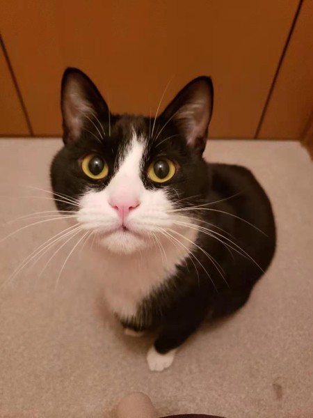 猫 タキシート Mr.BoBoの写真