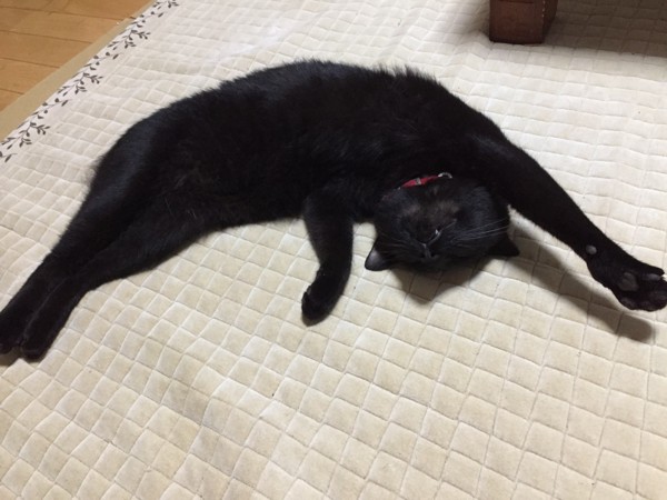 猫 黒猫 ちびの写真