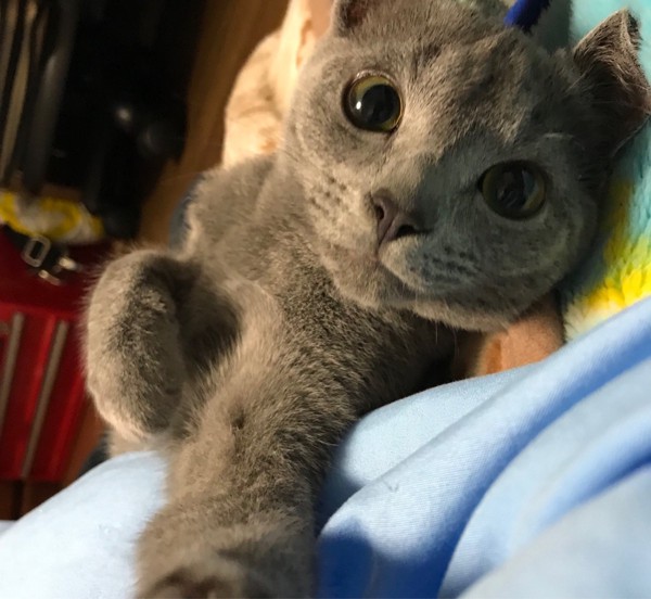 猫 ロシアンブルー グレイの写真