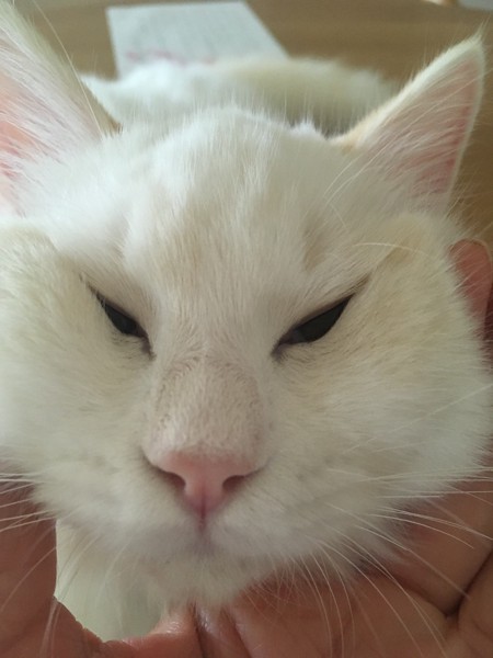 猫 ラグドール タンザナイトの写真