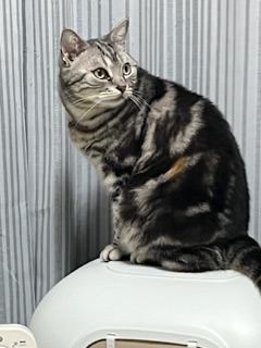 猫 アメリカンショートヘア ミルキーの写真