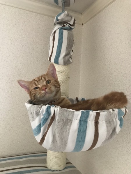 猫 アメリカンショートヘア キナコの写真