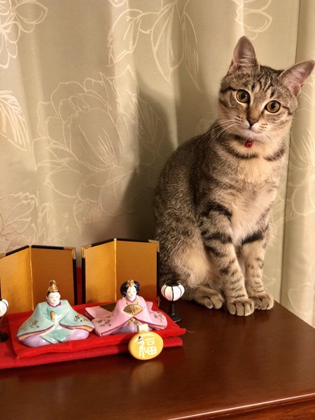猫 キジトラ 福ちゃんの写真