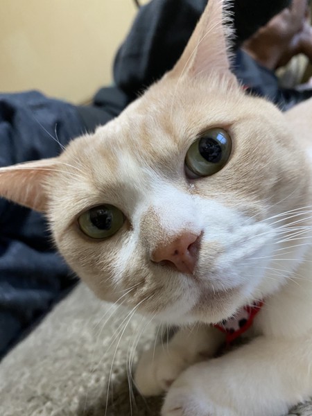 猫 茶白トラ ミィちゃんの写真