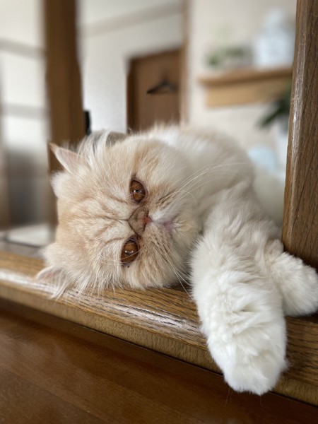 猫 エキゾチックロングヘア くむの写真