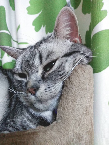 猫 アメリカンショートヘア ミミの写真