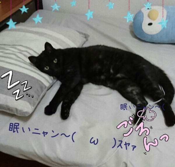 枕に頭をのせて横たわる黒猫