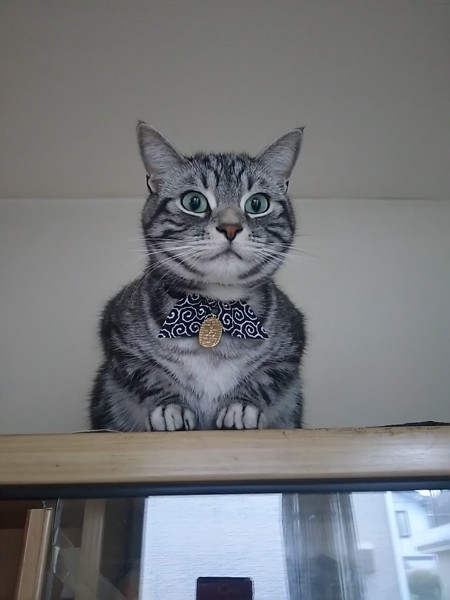 猫 アメリカンショートヘア 翔ちゃんの写真