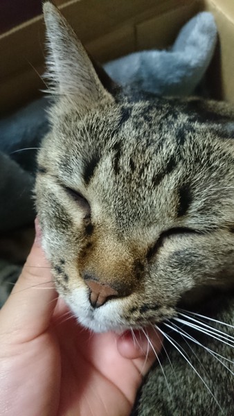 猫 キジトラ ミキの写真