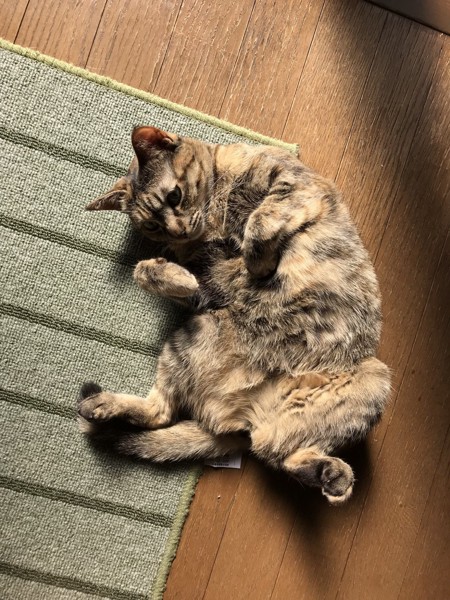 猫 日本猫 ムムの写真