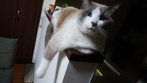 猫 スノーシュー ジェリーの写真