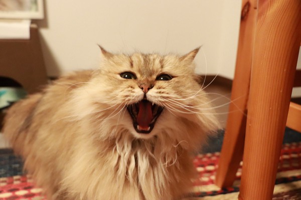 猫 ペルシャ ファーファの写真
