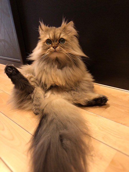 猫 チンチラペルシャ パピコの写真