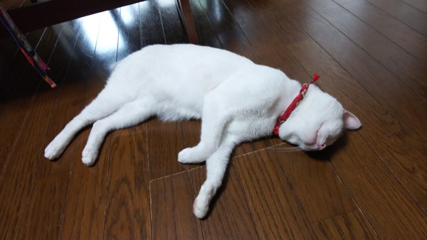 猫 白猫 たまきちの写真
