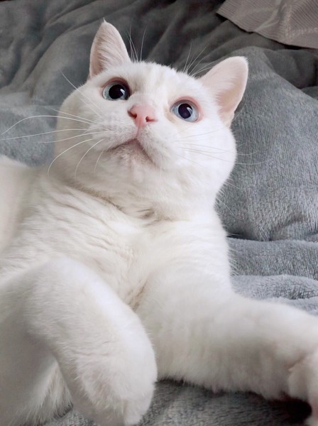 猫 白猫 ななちゃんの写真