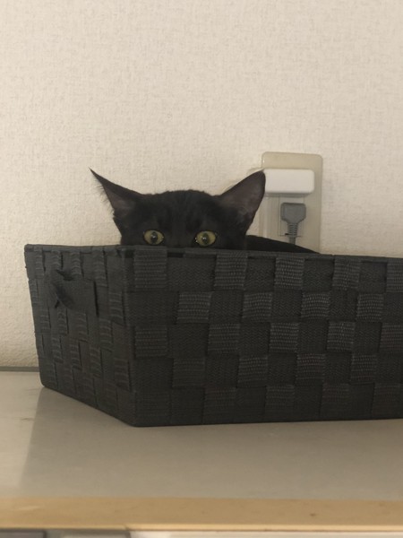 猫 黒猫 るーの写真