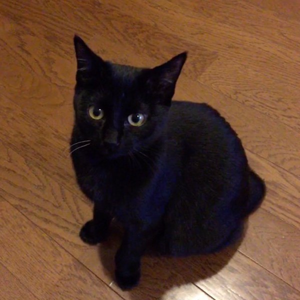 猫 黒猫 ケバブの写真