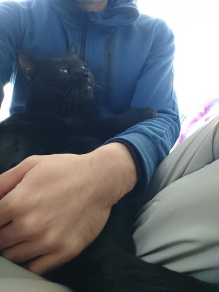 猫 黒猫 ひじきくんの写真