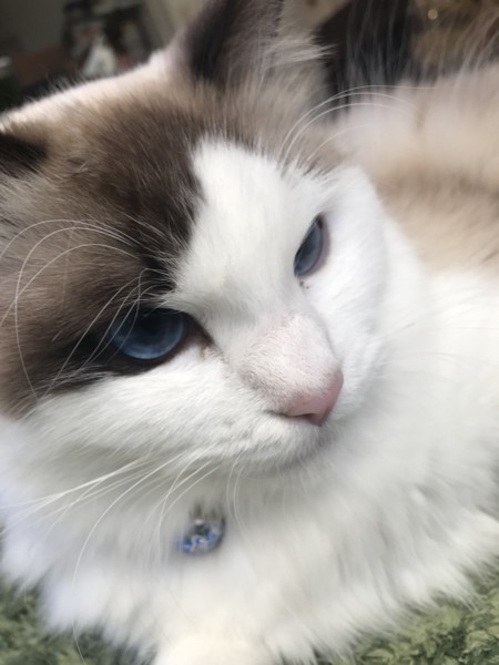 猫 ラグドール コロの写真