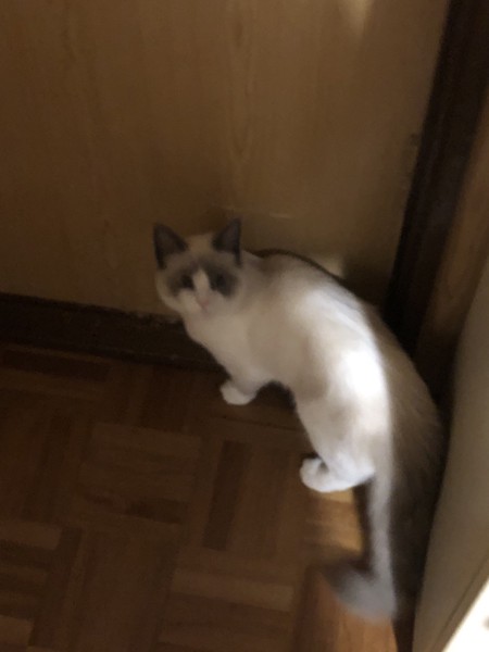 猫 ラグドール リリィの写真