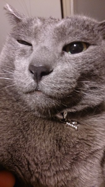 猫 ロシアンブルー 蓮の写真