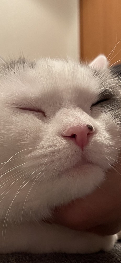 猫 ブリティッシュショートヘア 朧の写真