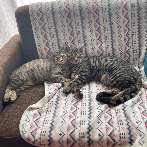 猫 キジトラ リン（左）コタロー（右）の写真