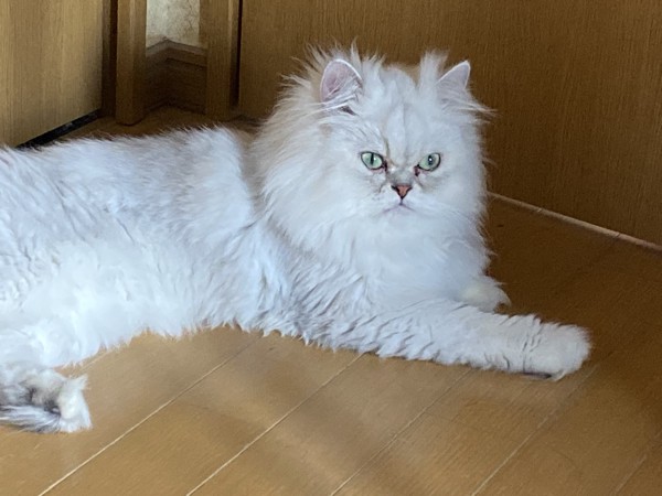 猫 ペルシャ 琥珀の写真
