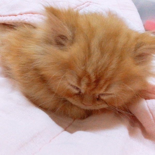 猫 エキゾチックロングヘア シフォンの写真
