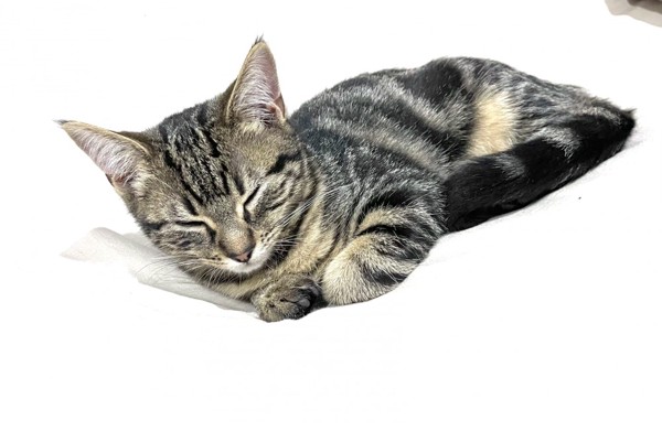 猫 アメリカンショートヘア ルナの写真