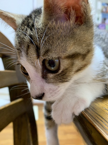 猫 キジシロ ココアの写真