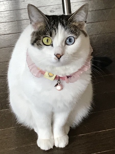 猫 キジシロ ミニーの写真