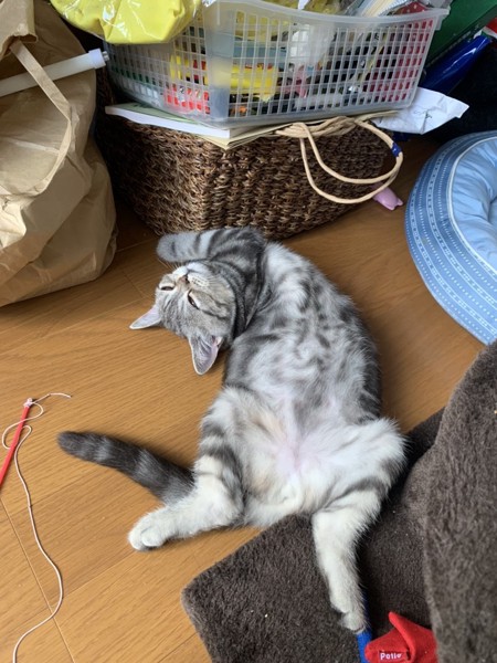 猫 ミヌエット モカちゃんの写真