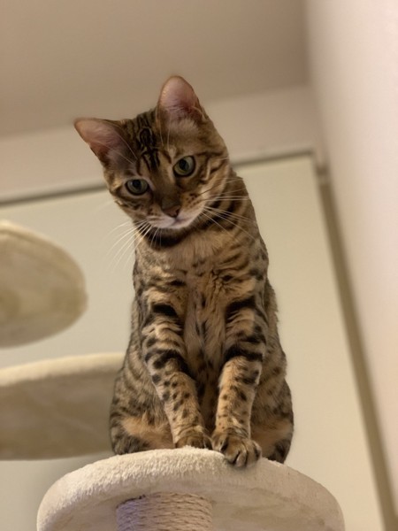 猫 ベンガル ジュの写真