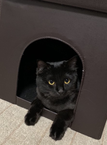 猫 黒猫 キキの写真