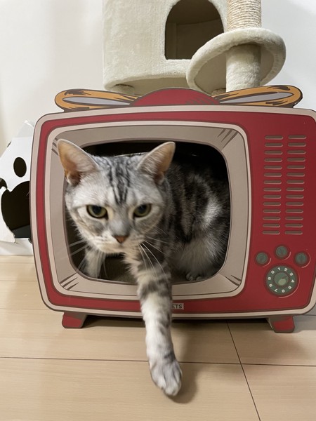 猫 アメリカンショートヘア ルナちゃんの写真
