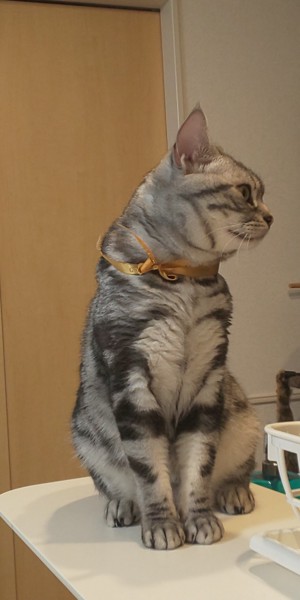 猫 アメリカンショートヘア レオンの写真