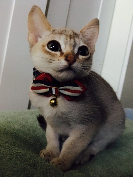 猫 シンガプーラ ルーンの写真